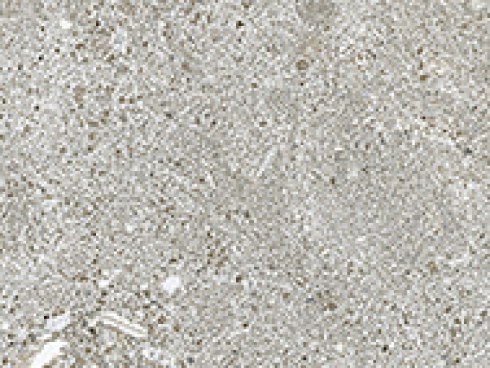 На изображении товар Living Ceramics Керамогранит Bera&Beren Greige Anti-slip 4,8x59,8 от официального представителя в Москве